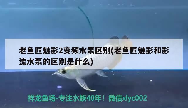 老魚匠魅影2變頻水泵區別(老魚匠魅影和影流水泵的區別是什么)