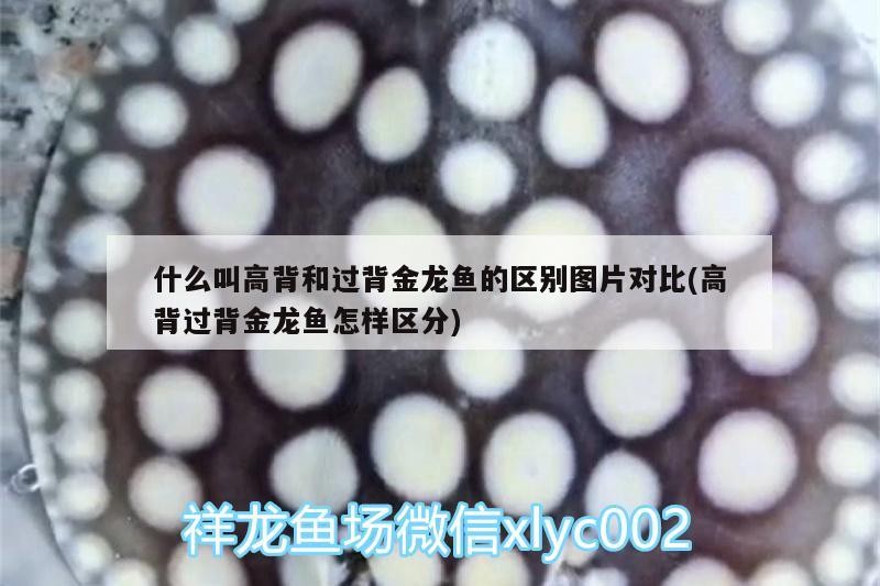 什么叫高背和過背金龍魚的區別圖片對比(高背過背金龍魚怎樣區分)