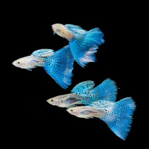 2024年觀賞魚展覽會：2024年中國(國際漁業(yè)博覽會概述