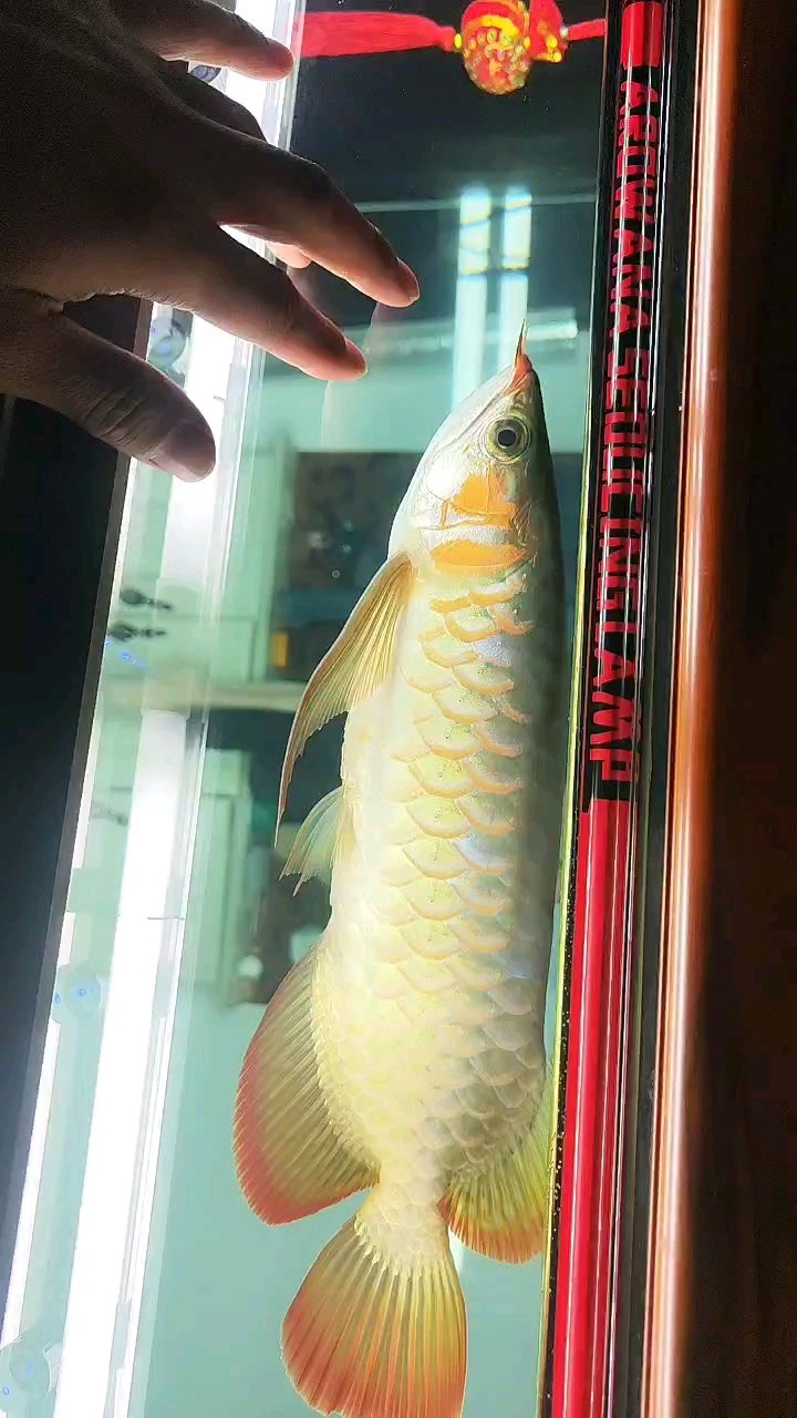 能不能姨媽紅