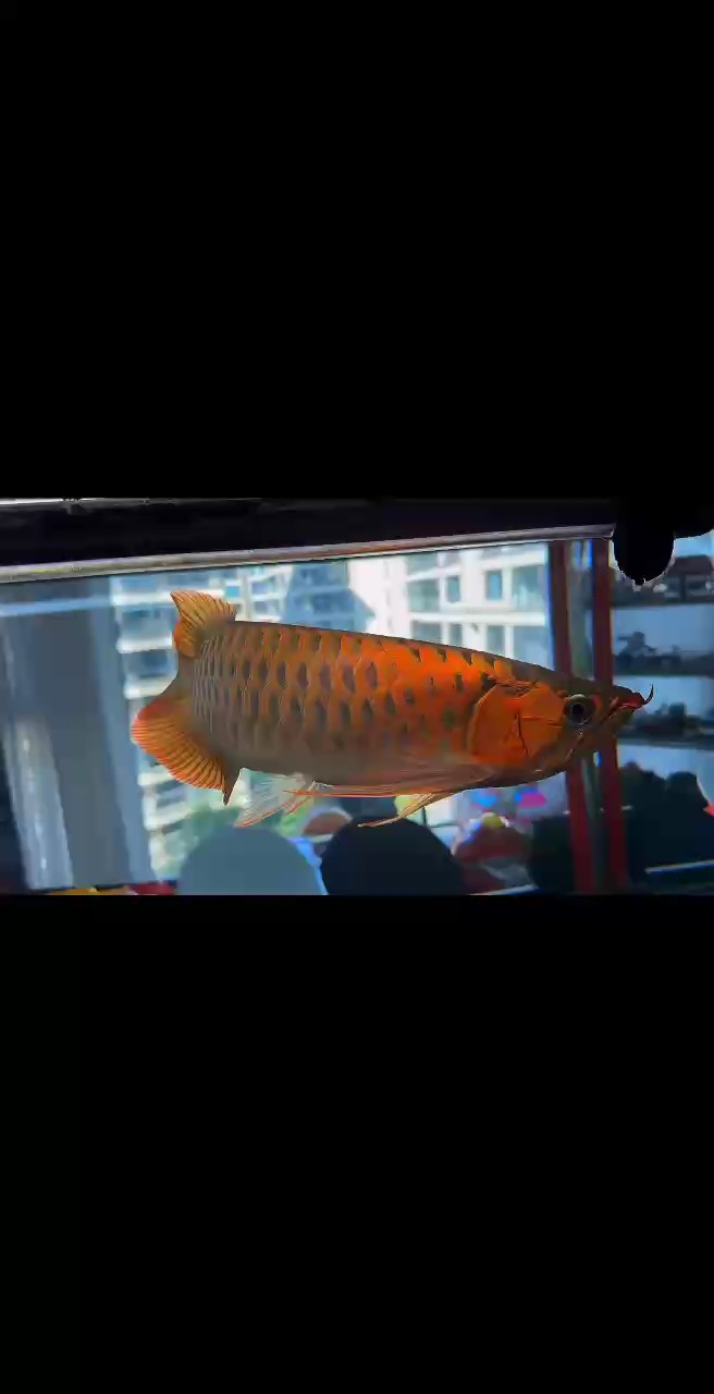 夠滿的中尺寸個體