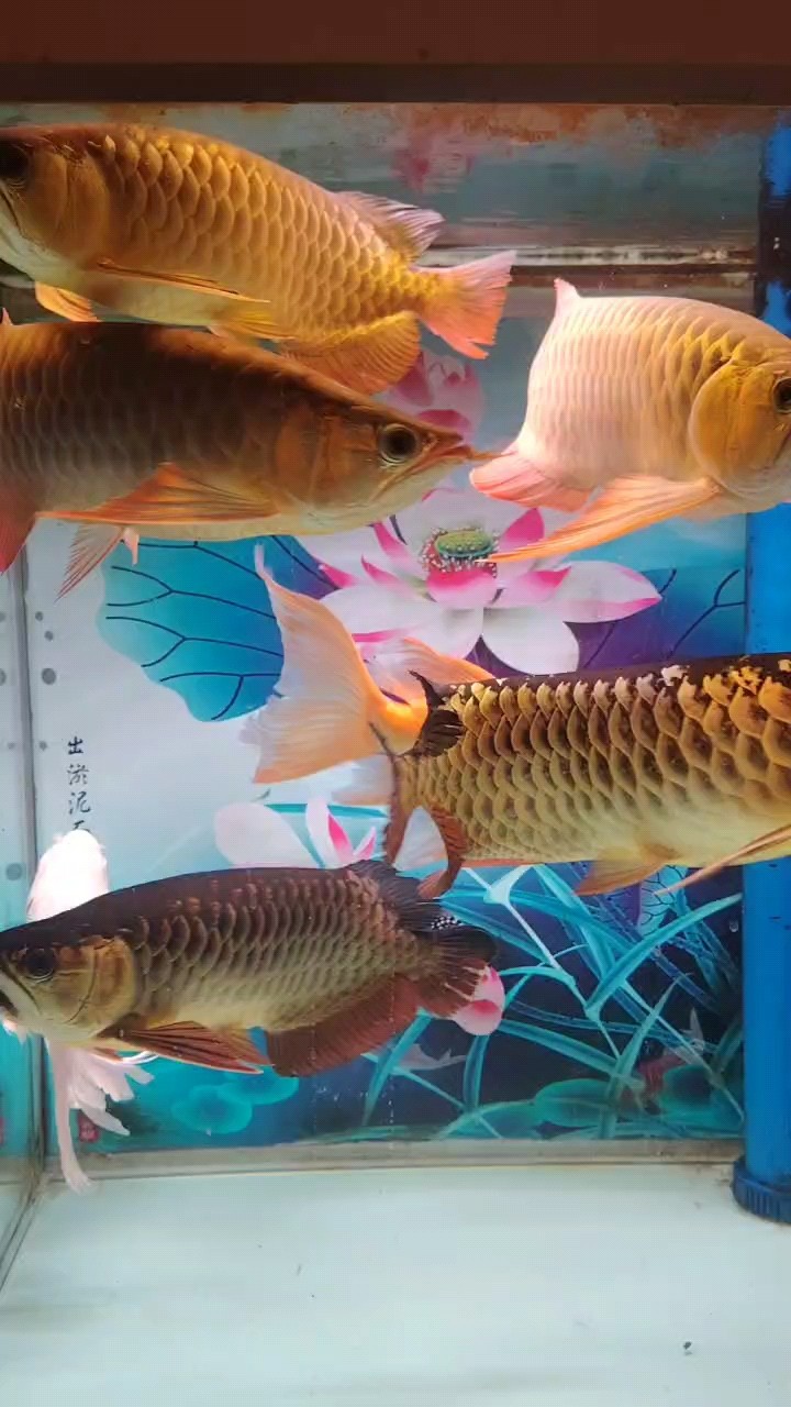 缸越來越小，魚越來越大，愁人喲。