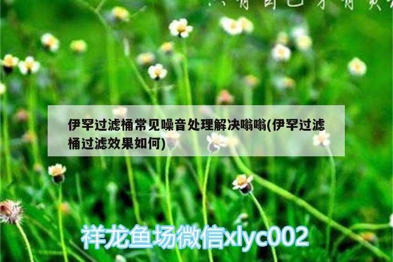 伊罕過濾桶常見噪音處理解決嗡嗡(伊罕過濾桶過濾效果如何)