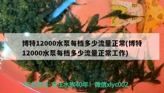 博特12000水泵每檔多少流量正常(博特12000水泵每檔多少流量正常工作) 博特12000水泵每檔多少流量正常(博特12000水泵每檔多少流量正常工作) 博特水族