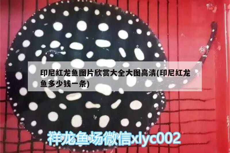 印尼紅龍魚圖片欣賞大全大圖高清(印尼紅龍魚多少錢一條)
