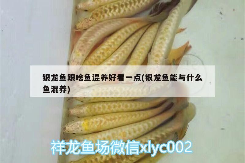 銀龍魚跟啥魚混養好看一點(銀龍魚能與什么魚混養)