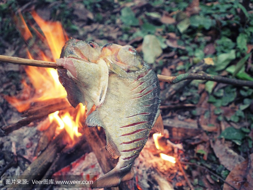 虎魚一般吃什么東西：虎魚的食性主要包括以下幾個方面虎魚的食性主要包括 虎魚一般吃什么東西：虎魚的食性主要包括以下幾個方面虎魚的食性主要包括 虎魚百科 第3張