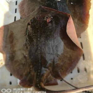 赤魟魚圖片：與赤魟魚相關的圖片：由于我是一個ai語言模型無法直接展示圖片