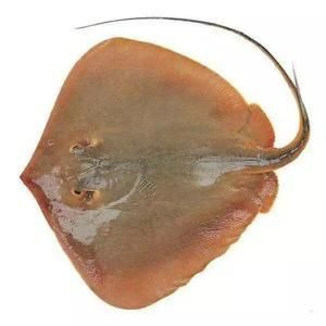 赤魟魚圖片：與赤魟魚相關的圖片：由于我是一個ai語言模型無法直接展示圖片