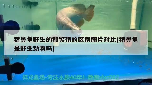 豬鼻龜野生的和繁殖的區別圖片對比(豬鼻龜是野生動物嗎) 豬鼻龜野生的和繁殖的區別圖片對比(豬鼻龜是野生動物嗎) 豬鼻龜百科