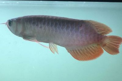 紅龍魚壽命：關于紅龍魚壽命的詳細信息