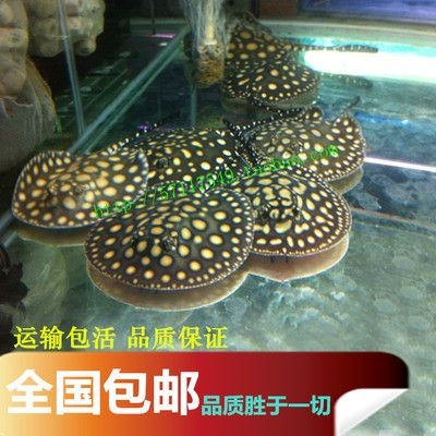 缸魚或魟魚一般什么價：缸魚或魟魚一般什么價格