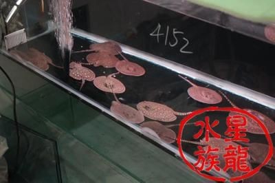 缸魚或魟魚一般什么價：缸魚或魟魚一般什么價格