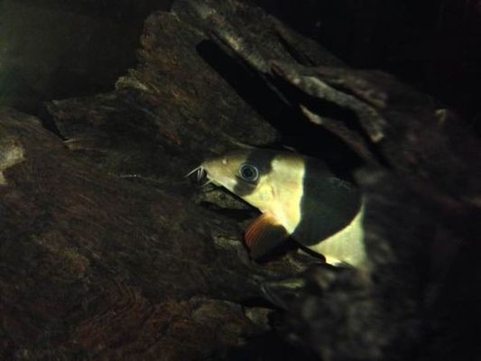 領(lǐng)導暗示養(yǎng)魚不吉利？職場風水與心理壓力的邊界探討