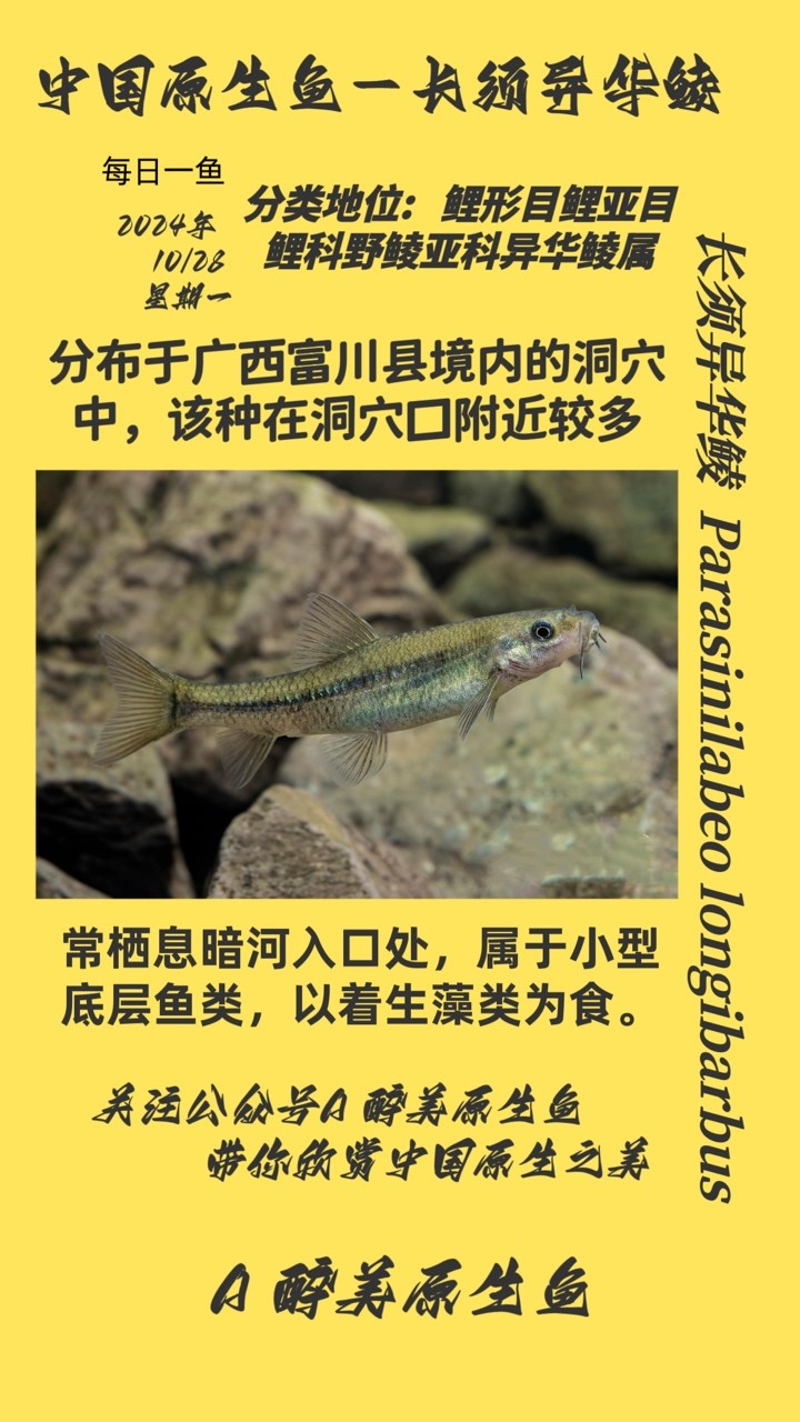 長須異華鯪
