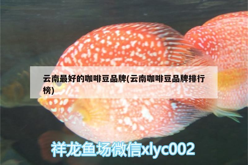 云南最好的咖啡豆品牌(云南咖啡豆品牌排行榜)