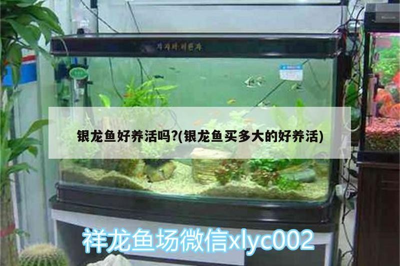 銀龍魚(yú)好養(yǎng)活嗎?(銀龍魚(yú)買(mǎi)多大的好養(yǎng)活)