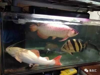 養泰國虎需要多大缸的水：養泰國虎魚需要多大缸的水