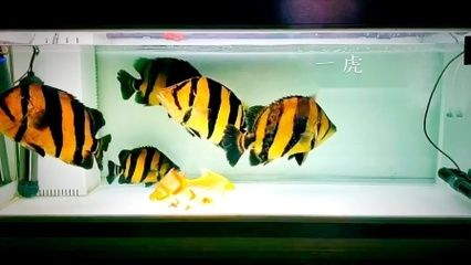 養泰國虎需要多大缸的水：養泰國虎魚需要多大缸的水