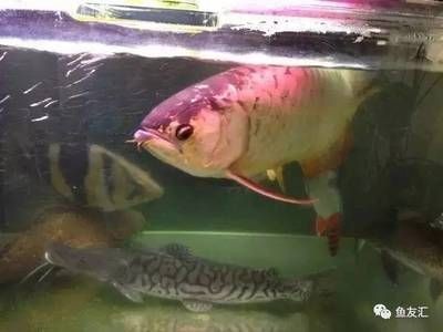 養泰國虎需要多大缸的水：養泰國虎魚需要多大缸的水