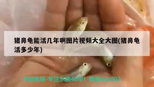 豬鼻龜能活幾年啊圖片視頻大全大圖(豬鼻龜活多少年)