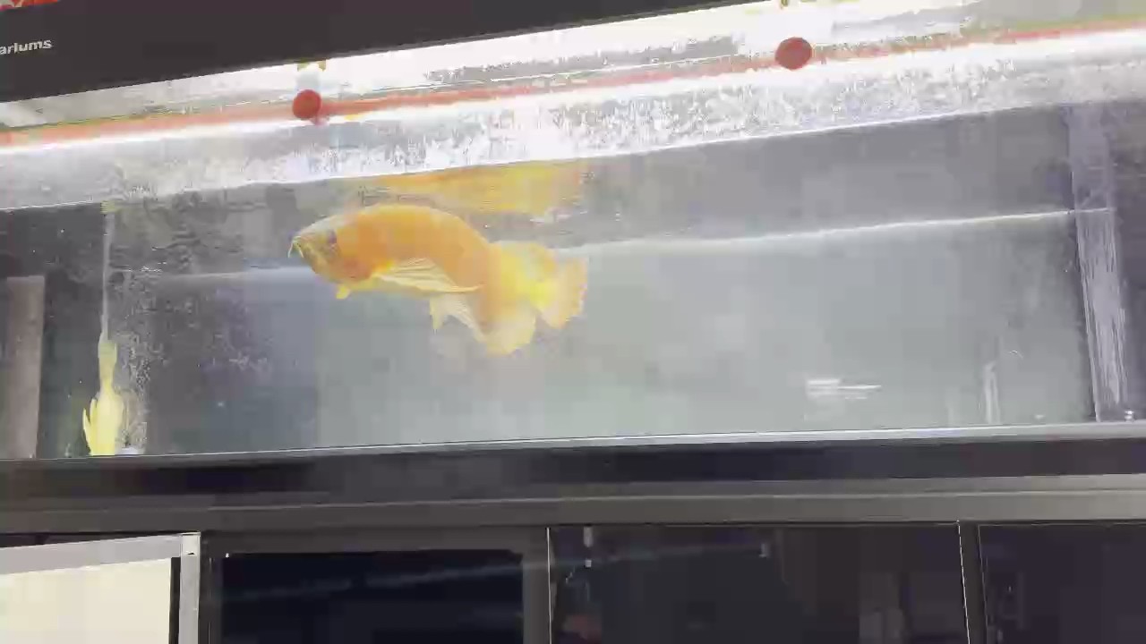 原聲，龍魚掠食的瞬間