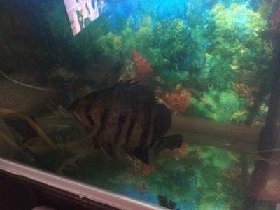 虎魚可以養兩條嗎：虎魚可以養兩條，但需要注意以下幾點