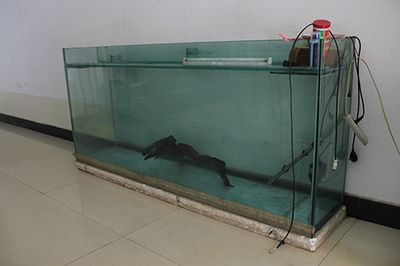 80cm魚缸價錢：30篇80cm魚缸多少錢80cm魚缸價格信息80cm魚缸價格信息
