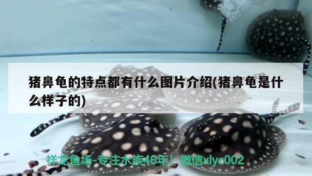豬鼻龜的特點都有什么圖片介紹(豬鼻龜是什么樣子的)