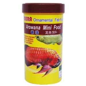 兩公分的金龍魚能養嗎？小型金龍魚的飼養指南