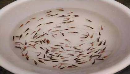 魟魚的生長周期是多少天啊：魟魚的生長周期是多少天