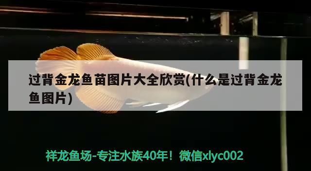 詳細(xì)閱讀:過(guò)背金龍魚(yú)苗圖片大全欣賞(什么是過(guò)背金龍魚(yú)圖片) 過(guò)背金龍魚(yú)苗圖片大全欣賞(什么是過(guò)背金龍魚(yú)圖片)