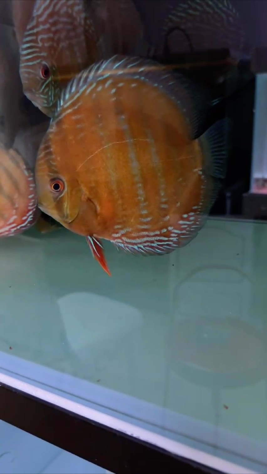 新產(chǎn)季 新產(chǎn)季 龍魚論壇