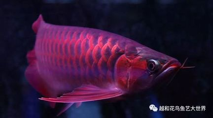 麗麗魚最建議買的三個(gè)品種，色彩斑斕的水族精靈