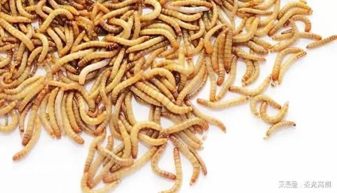 鯉魚圖片大全，高清美圖欣賞與養殖指南