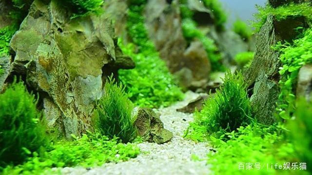 鯉魚圖片壁紙，寓意吉祥與美學的完美結合