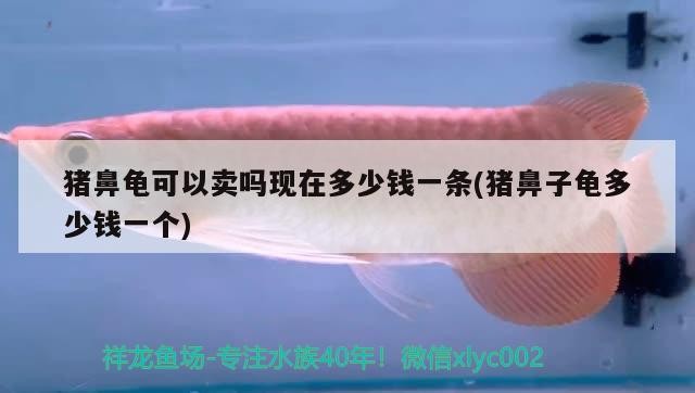 豬鼻龜可以賣嗎現在多少錢一條(豬鼻子龜多少錢一個)