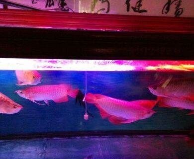 廣州魟魚批發