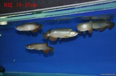 廣州魟魚批發