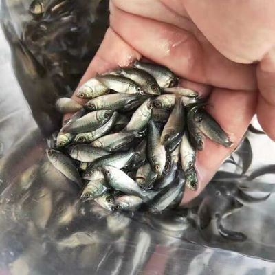 鯉魚死亡的三大原因及預防措施