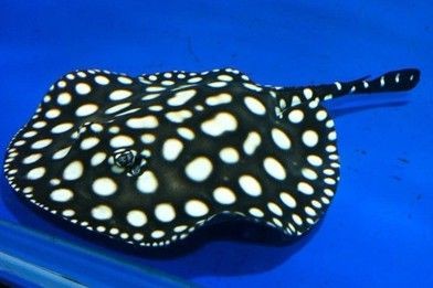 魟魚開燈會影響發色嗎：魟魚開燈會影響發色嗎[需手動填充][需手動填充]魚開燈會影響發色嗎