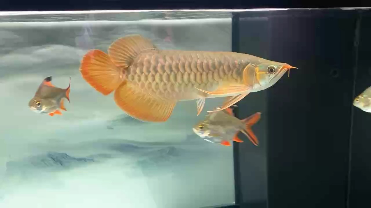 龍魚干蝦有營養嗎 見龍發財 龍魚論壇 見龍發財 見龍發財 龍魚論壇