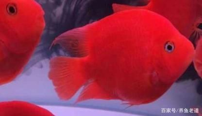 1米的魚缸養什么魚最好養：1米的魚缸適合養什么樣的魚 1米的魚缸養什么魚最好養：1米的魚缸適合養什么樣的魚 魚缸百科 第3張