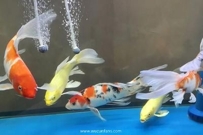 1米的魚缸養什么魚最好養：1米的魚缸適合養什么樣的魚 1米的魚缸養什么魚最好養：1米的魚缸適合養什么樣的魚 魚缸百科 第4張