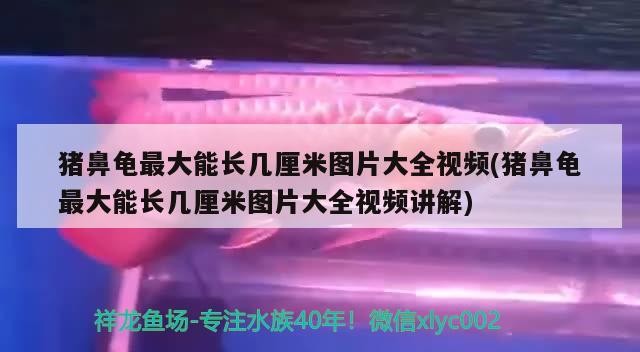 豬鼻龜最大能長幾厘米圖片大全視頻(豬鼻龜最大能長幾厘米圖片大全視頻講解)