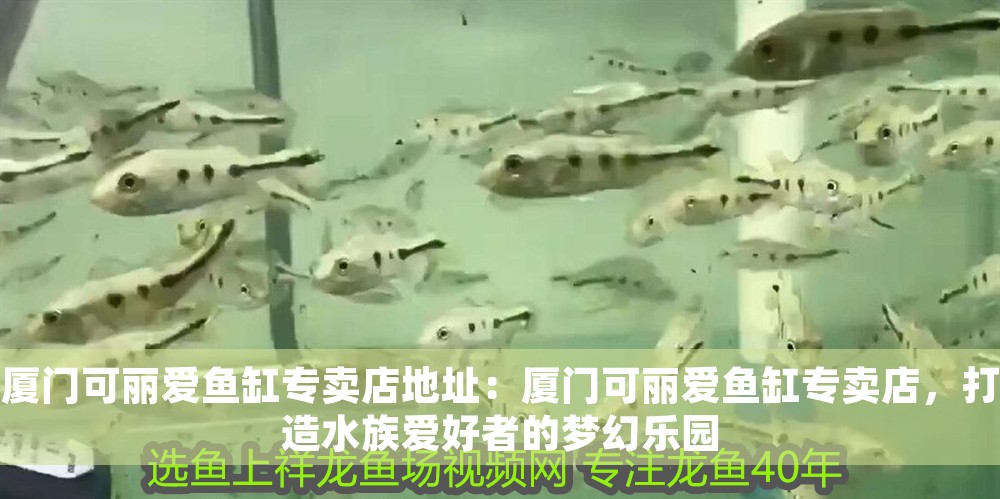 廈門可麗愛魚缸專賣店地址：廈門可麗愛魚缸專賣店，打造水族愛好者的夢幻樂園