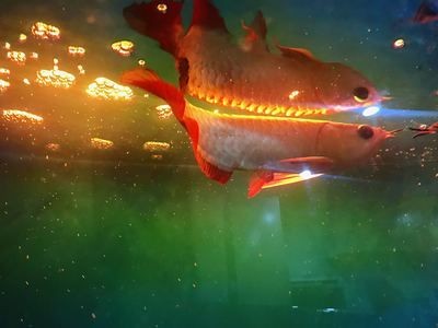 廈門可麗愛魚缸專賣店地址：廈門可麗愛魚缸專賣店，打造水族愛好者的夢幻樂園