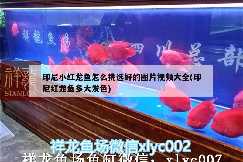 印尼小紅龍魚怎么挑選好的圖片視頻大全(印尼紅龍魚多大發色)