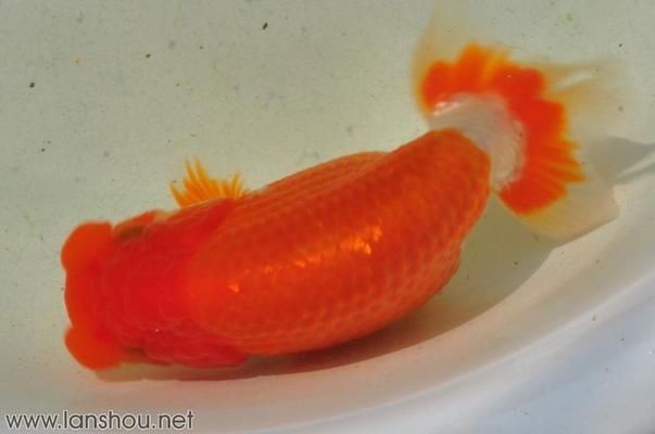 金龍魚繁殖期疾病預防技巧：金龍魚繁殖期水質管理要點，金龍魚繁殖期營養搭配建議