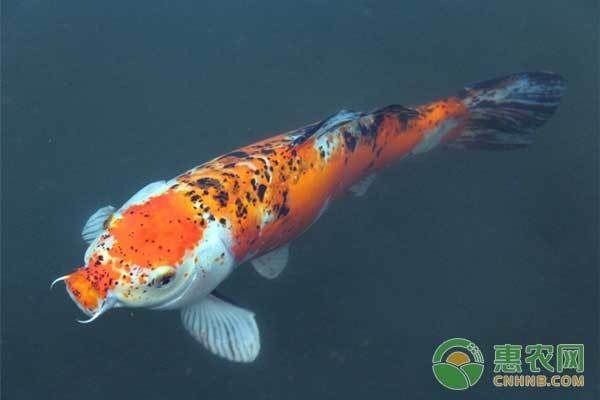 紅龍魚(yú)浮頭怎么回事是不是腸胃不好了：紅龍魚(yú)浮頭與哪些疾病有關(guān)
